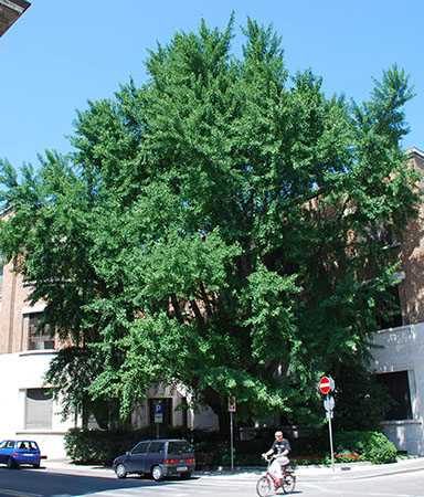 Ginkgo, Ravenne - © G. Carcassès